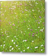 Flower Meadow In Sunlight Metal Print