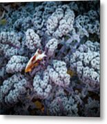 Flower Of The Frost Metal Print