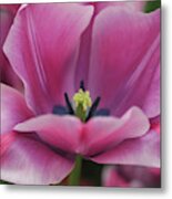 Flower Power. Triumph Tulip Rousillion Metal Print