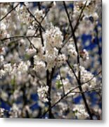 Flowering Cherry Blossoms Metal Print