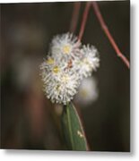 Flowering Eucalyptus White Flowers Metal Print