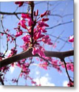 Flowering Redbud Metal Print