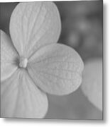 Flowers Of Nyc - Annabelle Hydrangea Metal Print