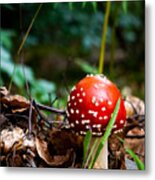 Fly Agaric Metal Print