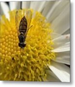 Fly And Flowers Metal Print