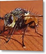 Fly Macro Photography Metal Print