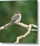 Flycatcher Metal Print