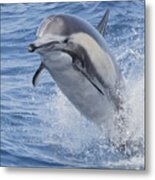 Flying Dolphin Metal Print