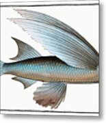 Flying Fish Metal Print