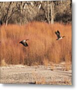 Flying Geese In The Bosque Metal Print