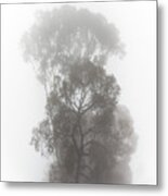 Foggy Tree Metal Print