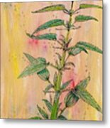 Forage. Stinging Nettle Metal Print