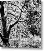 Forest And The Trees Bw Metal Print