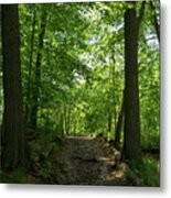 Forest Bathing - Woodland Path For A Healing Immersion In Nature Metal Print