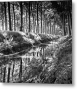 Forest Metal Print