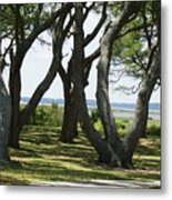 Fort Fisher Gnarly Oaks Metal Print