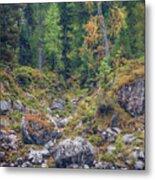 Foundlings And Larches, Reiter Alpe Metal Print