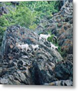 Four Mountain Goats Metal Print