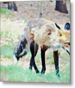 Fox Metal Print