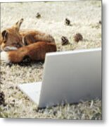 Fox Sleeping With Laptop Metal Print
