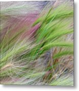 Foxtail Barley Grass Abstract Metal Print