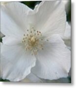 Fragrant Flower Metal Print