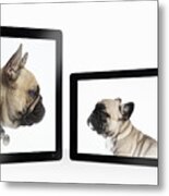 French Bulldog Mother And Pup Greet On-line Metal Print
