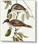 Friar Bird, Tropidorhynchus Corniculatus Metal Print