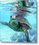 Friendly Hawaiian Sea Turtle Metal Print