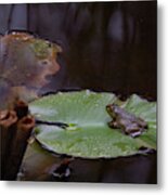 Frog On Lilly Pad Metal Print