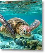 Front View Of A Green Sea Turtle Swimming Towards The Camera As It Glides Underwater Over The Great Barrier Reef. Metal Print