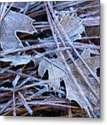Frost Covered Leaves And Pine Needles Metal Print