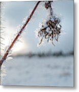 Frost On A Winter Annual Metal Print