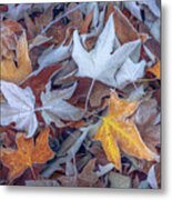 Frosted Sycamore Leaves Metal Print