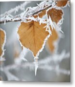 Frosty Birch Leaf Metal Print