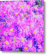Fuchsia Flowers On Blue Metal Print