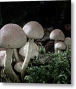 Fungi Metal Print