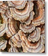 Fungus 5 052121 Metal Print