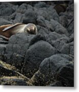 Fur Seal Taking A Nap On Its Back On The Rocks Below The Albatross Centre Metal Print