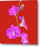 Fuscia Orchids On Red Metal Print