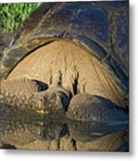 Galapagos Giant Tortoise In The Mud Metal Print