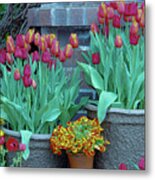 Garden Tulips In Containers Metal Print