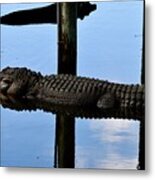 Gator Illusion Metal Print