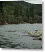 Geese On The Rogue River V Metal Print