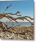 Georgia Driftwood Beach Metal Print