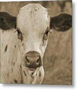 Georgie The Longhorn Calf In Sepia Metal Print
