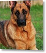 German Shepherd Dog Portrait - Forrest 1 Metal Print