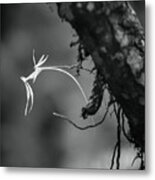 Ghost Orchid 1 Bw Metal Print