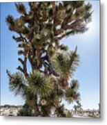 Giant Joshua Tree Metal Print