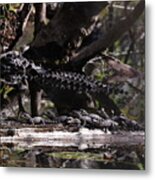 Giant Mama Gator And 12 Tiny Babies Metal Print